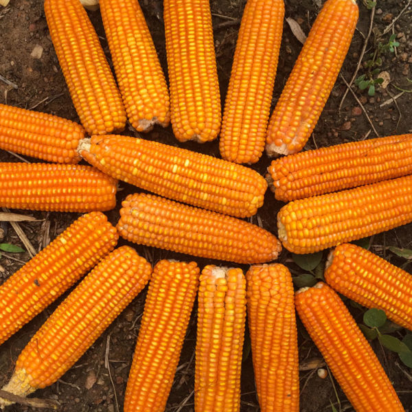 HarvestPlus's tweet photo. Why would farmers grow a #biofortified crop?
Because nutrition isn't the only consideration.
🌾 #Yield
 ☀️#Climate adaptation
 🦠#Disease resistance
 💰#Markets
 🌱Quality planting material
A nutritious crop also needs to be a good crop. @HarvestPlusSoln @IITA_CGIAR
#HarvestPlus https://t.co/X9fffi1yHm