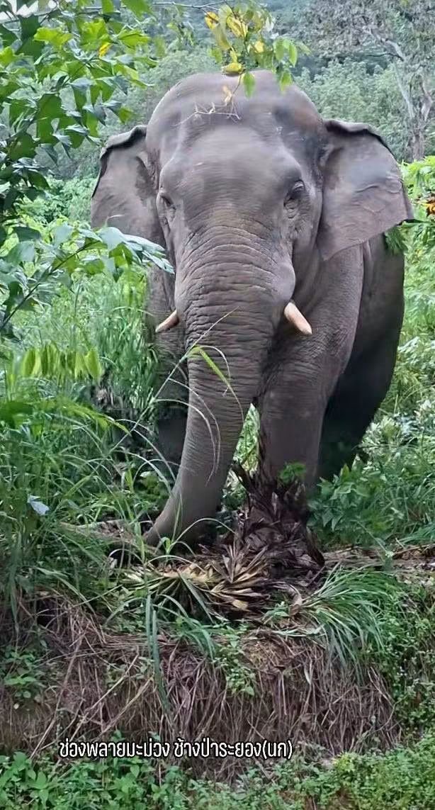 paichewee65779's tweet photo. วันนี้ ขอออกความเห็น ในเรื่องของพลายมะม่วง ช้างป่าระยองค่ะ จากเมื่อวานเห็นคลิปมีการผลักดันมะม่วงออกนอกพื้นที่ มะม่วงใช้เวลาเดินกว่า6ชม.ไม่ได้พักเลย ถามสักคำว่า "จะให้มะม่วงไปอยู่ตรงไหนค่ะ" หรือจะผลักดันแบบนี้ไปเรื่อยๆ บ้านที่ควรมีอยู่ ก็อยู่ไม่ได้ ตรงที่เคยมีกินก็ไม่มีแล้ว จริงๆมนุษย์เราเองหรือป่าวที่บีบให้เค้าไม่มีทางเลือก ไปตรงไหนก็มีแต่พื้นที่ของมนุษย์ เค้าเป็นช้างที่น่ารัก เราอย่าไปเปลี่ยนเค้าให้เป็นช้างที่ดุร้ายเลยค่ะ ลองทบทวนหรือหาทางออก ของพลายมะม่วงใหม่ดีกว่าค่ะการผลักดันเป็นการแก้ปัญหาชั่วคราว แต่ท้ายที่สุดเค้าก็ต้องกลับมาจุดเดิม สงสารมะม่วง เค้าพูดได้ เค้าคงจะบอกว่า บ้านผมอยู่ตรงนี้ ขออนุญาตเจ้าของรูปด้วยนะคะ🙏🤍🥹