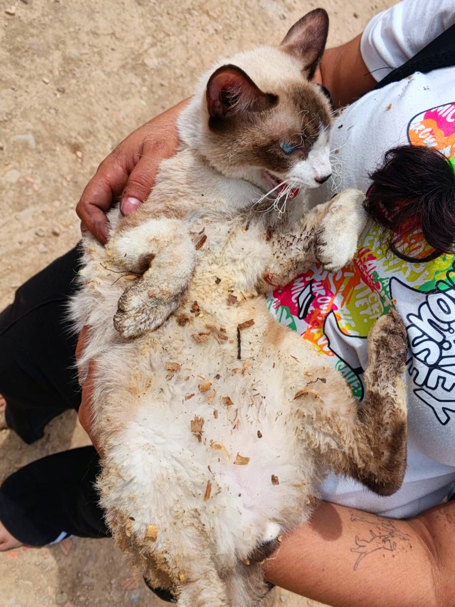 PlataformaALTO's tweet photo. Rey, el gatico que lucha por su vida tras sobrevivir al incendio, al parecer provocado, en Cumbres del Norte, Cúcuta 💔

Sufrió quemaduras y una importante afectación pulmonar por la inhalación de humo.

Actualmente permanece hospitalizado, recibiendo oxígeno y atención veterinaria permanente. Su estado es delicado y se encuentra bajo pronóstico reservado.

Hoy Rey está luchando por salir adelante. 
Detrás de cada incendio también hay animales que sufren y necesitan ser rescatados protegidos.