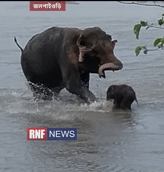 Baby elephant rescued from strong currents in eastern India

A newborn elephant calf was swept away in the Teesta River in West Bengal. Local fishermen rescued 