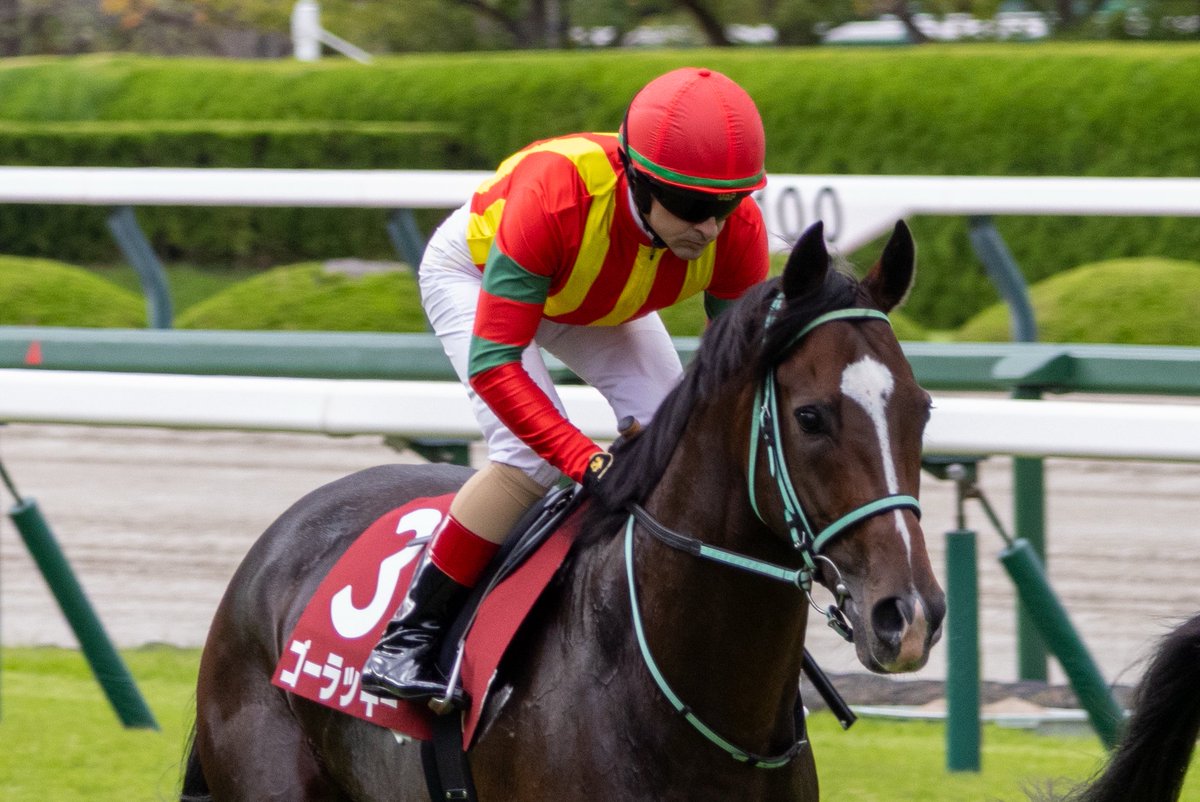 __tpuma's tweet photo. ゴーラッキー
ルメール騎手
黒岩陽一厩舎

2026.09.21
神戸新聞杯
📍阪神競馬場 https://t.co/K7B36U57TI