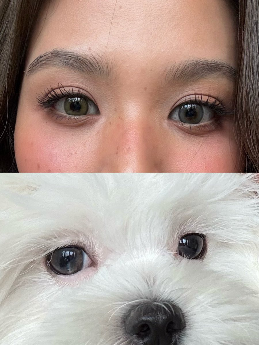 nickteoh87's tweet photo. Same big doe eyes..definitely 💯paew
#lilmuju https://t.co/RN2DHZphUj