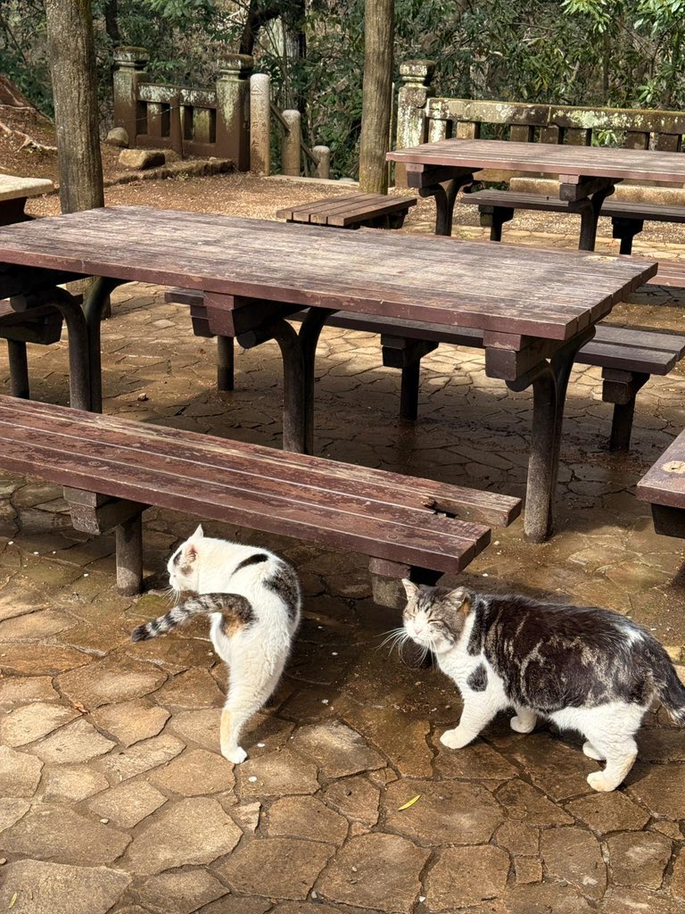 lunarfated's tweet photo. Kangen-Jepang is a very real experience and I feel it every single day since I left https://t.co/9HVzGCM4JV