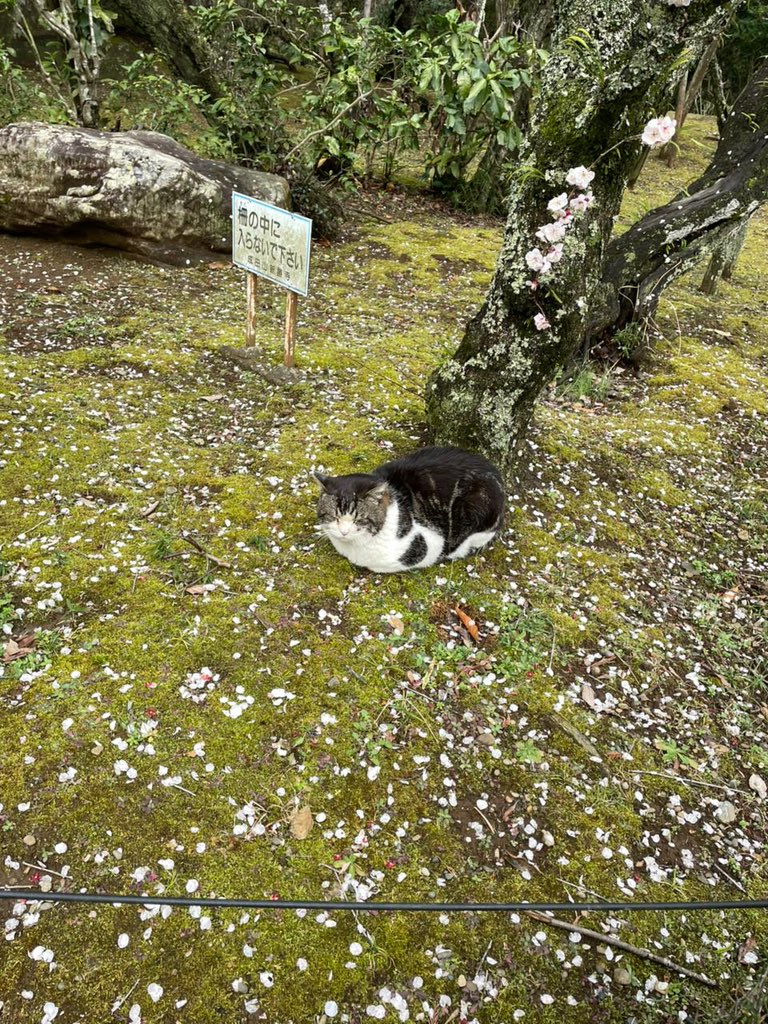 lunarfated's tweet photo. Kangen-Jepang is a very real experience and I feel it every single day since I left https://t.co/9HVzGCM4JV