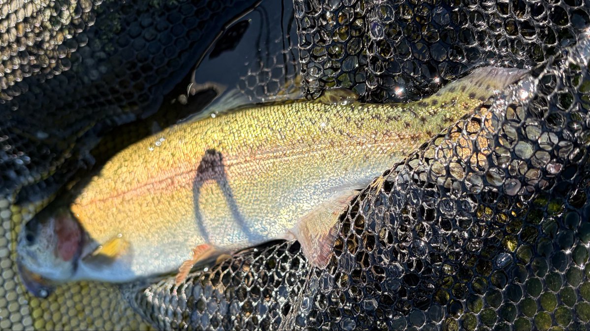kudas99's tweet photo. いつもの先輩後輩の三人で
台風一過のみどりフィッシングエリアさんへ🎣
朝から想像以上の爆風と激混みにビックリ‼️
放流もほぼ取れず良い所なく撃沈でしたが😇
Whisper IIIはいい仕事してくれました👍🏻
とにかくバラシが少な���感じです✨
反省会は味一番でタンメンと半チャーハン
#iosfactory https://t.co/3ZRKoVVeTF