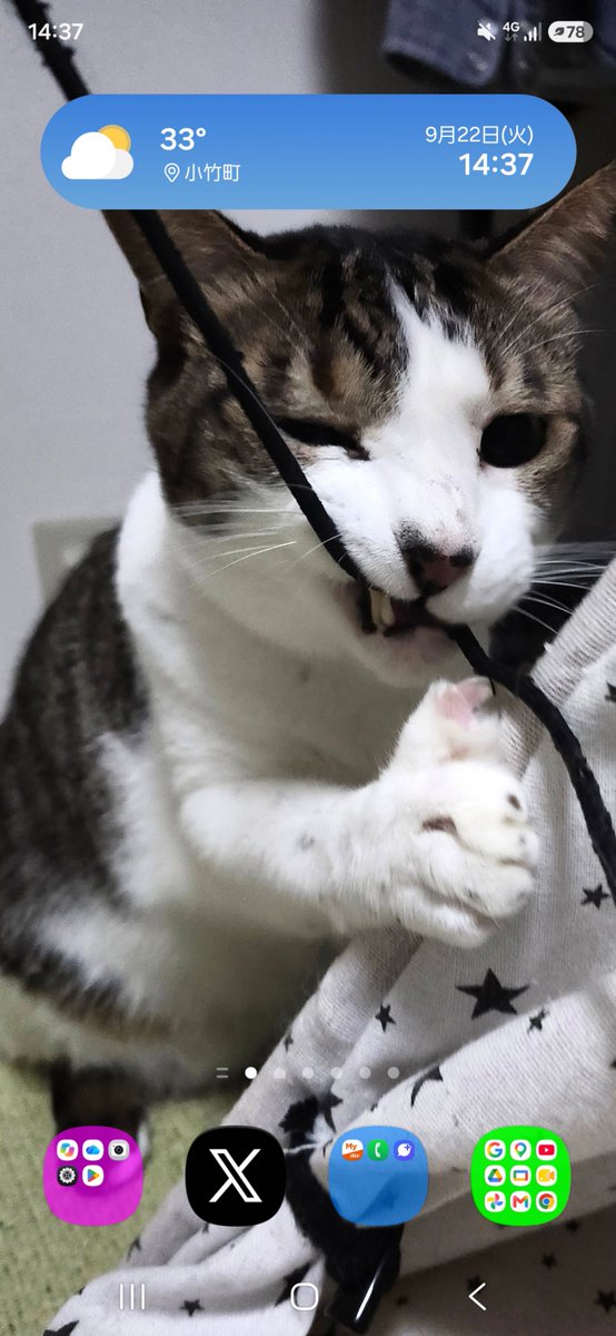 nikuQ365's tweet photo. 🐾とらちゃん😺💘😊🐾　🌡️今年最後だろう…🌞　🎼飲んでぇ～飲んで🍶飲まれてぇ～呑んで🎶🎙🎶　🎀池袋サンシャインシティ前のセイユー地下のSeriaは😻ちゃんの可愛い物があるよ♥️ https://t.co/70yDPKZ3nT