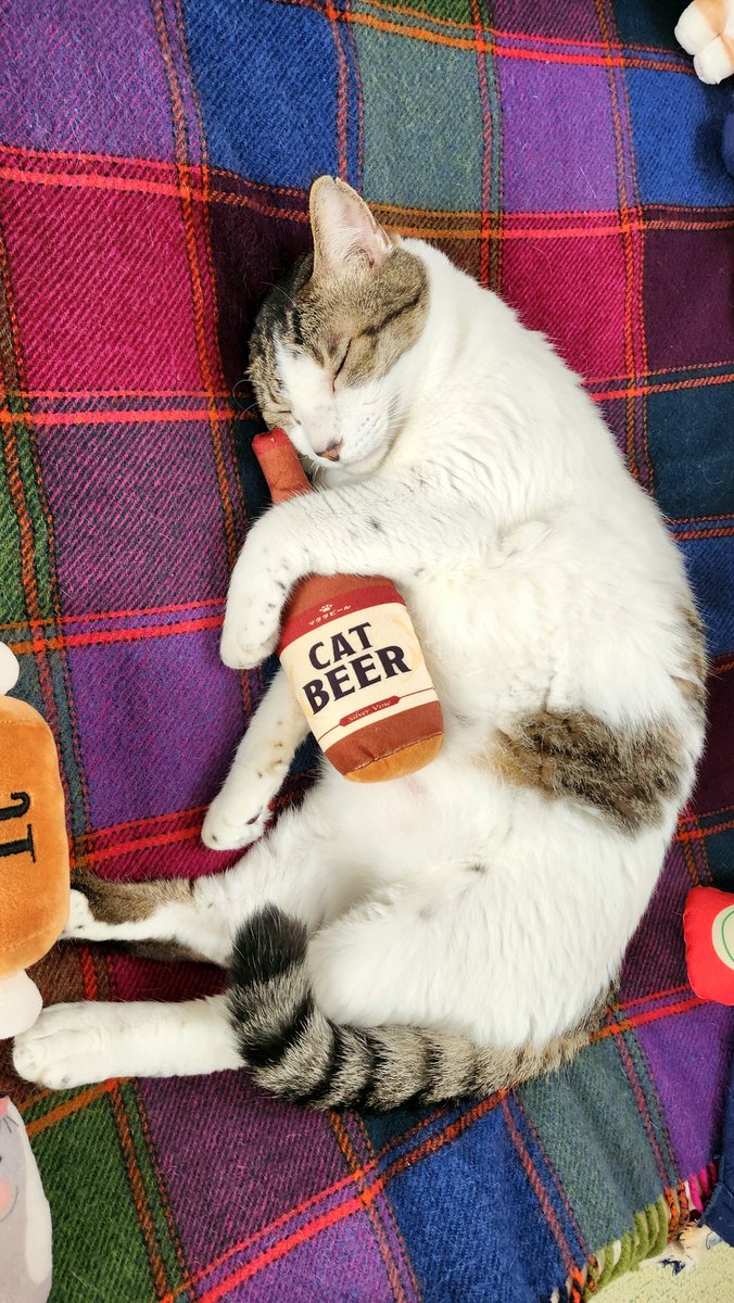 nikuQ365's tweet photo. 🐾とらちゃん😺💘😊🐾　🌡️今年最後だろう…🌞　🎼飲んでぇ～飲んで🍶飲まれてぇ～呑んで🎶🎙🎶　🎀池袋サンシャインシティ前のセイユー地下のSeriaは😻ちゃんの可愛い物があるよ♥️ https://t.co/70yDPKZ3nT