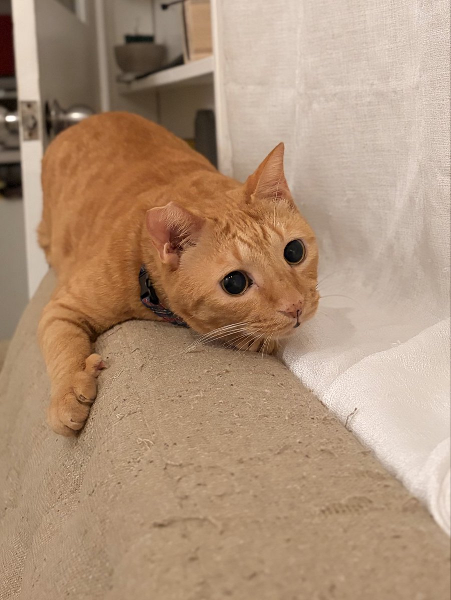 wanwan_chappie's tweet photo. 狙い定めて...(お尻プリプリ)
シュバッッッ！！

#猫好きさんと繋がりたい #茶トラ #ねこのいる暮らし #ねこかわいいね https://t.co/45R0COlHZ4