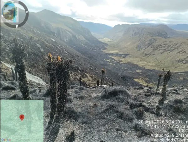 delmarpizarro's tweet photo. El incendio en el Parque Nacional Natural Los Nevados es una tragedia ambiental. Recuperar la cobertura vegetal puede tomar al menos 20 años y la integridad del ecosistema, más de 50. Tres guardaparques y dos campesinos contuvieron el fuego, con apoyo posterior de Bomberos de Villamaría.

No podemos seguir dependiendo del heroísmo de quienes están en el territorio. El Gobierno debe garantizar presupuesto, personal, equipos y un cuerpo permanente y móvil para atender incendios en nuestras áreas protegidas. Proteger nuestros ecosistemas también exige capacidad real de respuesta.