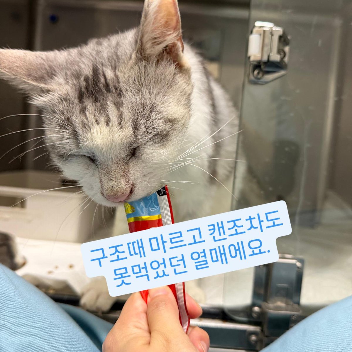 sinchunsug97804's tweet photo. 가게뒤에서 많이 아파서
구조한 열무에요.
넘 이뻐졌죠.
이제 열무가 설기랑 퇴원을
앞두고 있어요.
열무도 유기된 아이 같다고
원장님 말씀 하세요.
비비적 되고 안긴다고 해요.
여러분 저의 애타는 마음 조금만 헤아려 주시면 정말 
감사 드립니다.
새마을금고 9003 2584 9705 9 신춘숙 도와 주세요 https://t.co/vgaF39lIiw