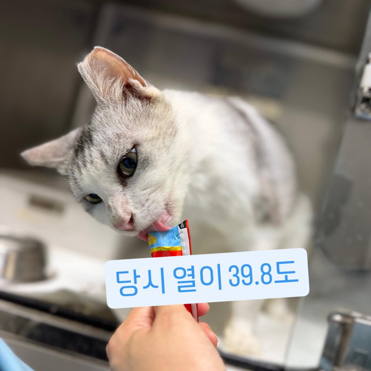 sinchunsug97804's tweet photo. 가게뒤에서 많이 아파서
구조한 열무에요.
넘 이뻐졌죠.
이제 열무가 설기랑 퇴원을
앞두고 있어요.
열무도 유기된 아이 같다고
원장님 말씀 하세요.
비비적 되고 안긴다고 해요.
여러분 저의 애타는 마음 조금만 헤아려 주시면 정말 
감사 드립니다.
새마을금고 9003 2584 9705 9 신춘숙 도와 주세요 https://t.co/vgaF39lIiw