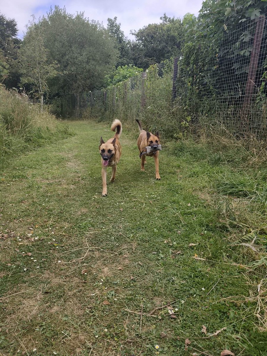 gsrescueelite's tweet photo. Bonnie will be 2 in Nov and she has such a sweet and friendly temperament. Bonnie can live with older kids and arrived with Bambi so they can go together or possibly lives with other #soga
#germanshepherd #Cornwall
https://t.co/qFnZ6URXQo https://t.co/SfTqTJeOU0