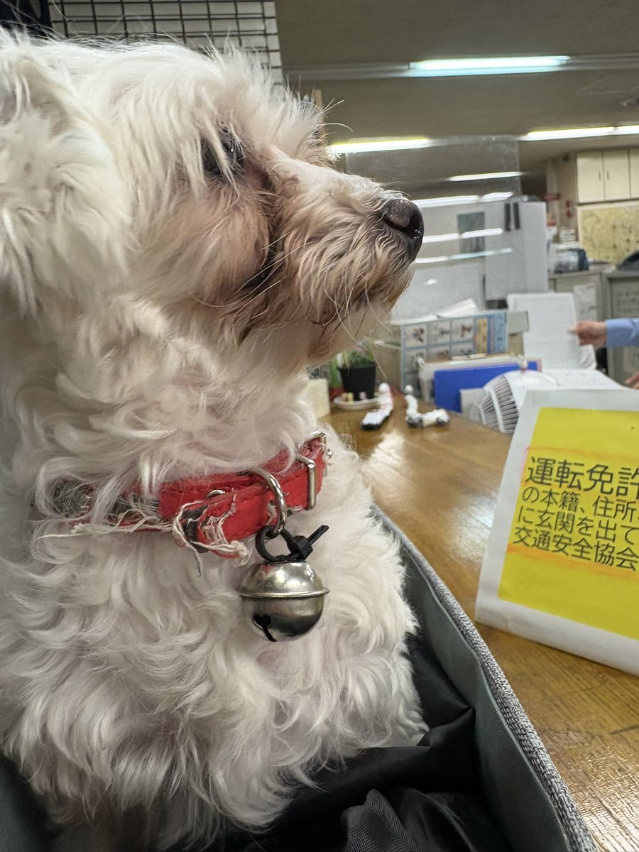 RieAOAO's tweet photo. 迷い犬保護してます。心当たりのある方は連絡ください。#迷い犬#マルチーズ#ミックス犬#播磨町#拡散希望 https://t.co/UnnOhwYvKb