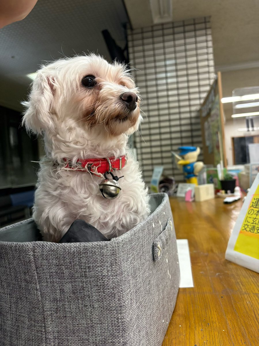RieAOAO's tweet photo. 迷い犬保護してます。心当たりのある方は連絡ください。#迷い犬#マルチーズ#ミックス犬#播磨町#拡散希望 https://t.co/UnnOhwYvKb