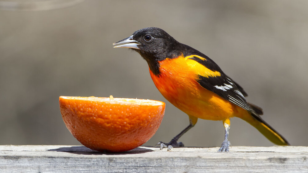 JohnDavisUSA's tweet photo. Orioles win last night vs. Toronto 4 -3.
#Baltimore #BaltimoreCity #Maryland #RavensFlock #Orioles #MLBRivals #NFL #Ravens #Navy #TuesdayMorning #TuesdayMotivation https://t.co/dDe0dhXOan