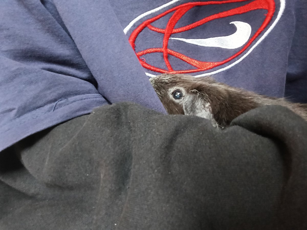 Viagraoftheroof's tweet photo. @bitersweedt Just got home and told her right after, here are two pictures of her reaction https://t.co/MKps1y7eBZ