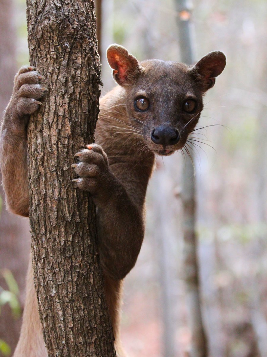 mammalsoftoday's tweet photo. mammal of the day 13: fossa (cryptoprocta ferox)

> found in: madagascar
> habitat: forest, from coastal lowlands to mountain slopes
> eats: lemurs, tenrecs, rodents, birds, reptiles, and insects
> status: vulnerable

📸: Rob Foster (CC BY 4.0) https://t.co/Jn24duRp4d