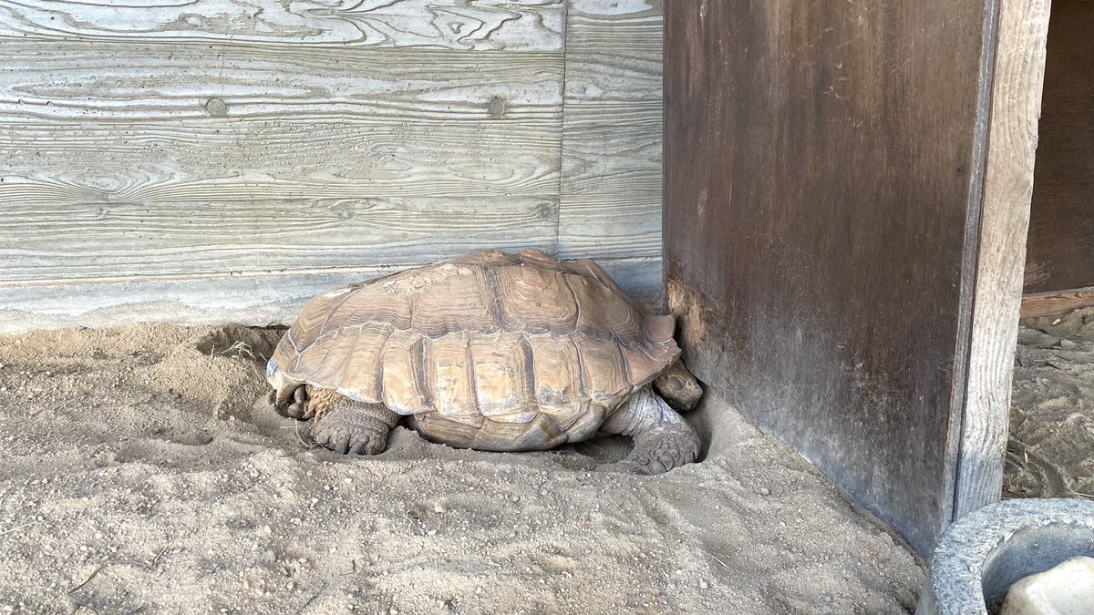 TOKUYAMA_ZOO's tweet photo. 地面を掘ることが好きなハナは、掘った場所で満足そうにお休みしていました。

#徳山動物園　#ケヅメリクガメ　#リクガメ　#カメ　#ハナ　#お休み　#すよすよ https://t.co/wMzvTeCuLZ