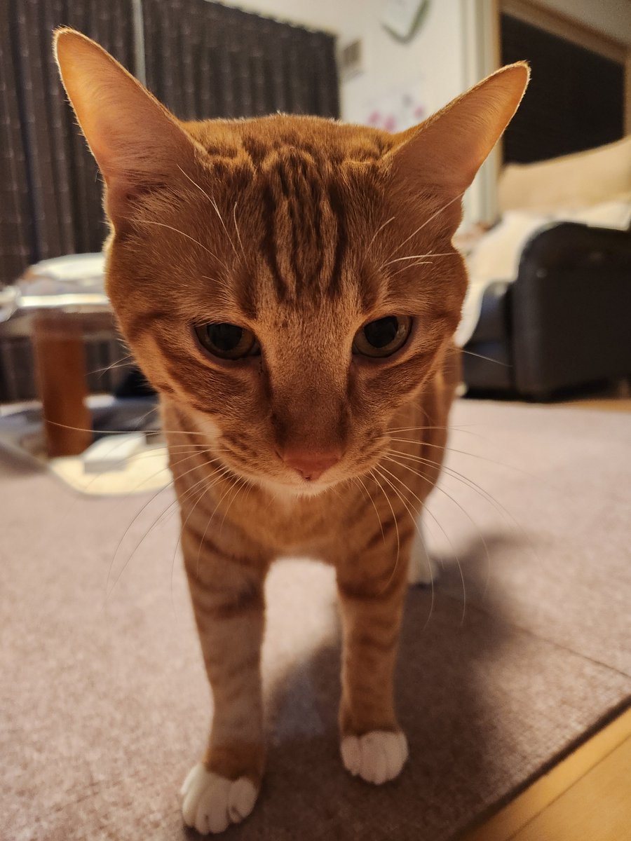 non_biri_5's tweet photo. うちの猫大好き
あと200年生きて https://t.co/LnUkmN5vwE