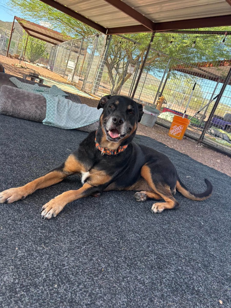 RustysAngels's tweet photo. 🐾 Allow me to introduce 10-year-old Brandy, Rusty’s Angel # 498. ❤️

We picked Brandy up from the Humane Society last Friday after receiving a plea to help her. From what we understand, her owner is currently incarcerated, and Brandy needed a new place to land.

She has adjusted so perfectly to our Sanctuary and seems so very happy to be here. 🥹❤️

Brandy does have a few medical things we need to address, but once we get her healthy and feeling her best, we are hopeful it won’t be long before we can find her a wonderful new family to love her for the rest of her life.

For now, she gets to relax, be spoiled, make new friends, and learn that she is safe. 🐾

Welcome home, Brandy.
Welcome home. ❤️
#seniordogrescue #thisiswhatcricketishelpingaccomplish $Cricket