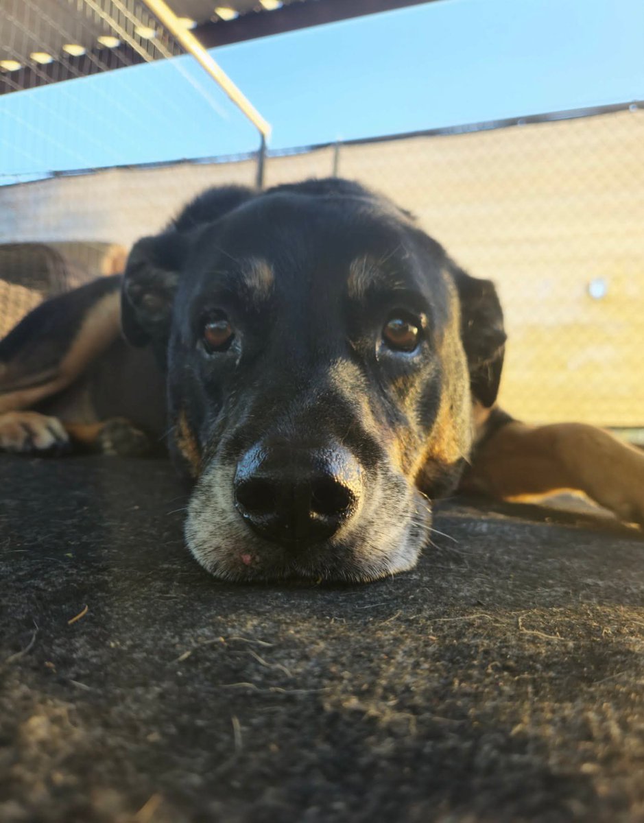 RustysAngels's tweet photo. 🐾 Allow me to introduce 10-year-old Brandy, Rusty’s Angel # 498. ❤️

We picked Brandy up from the Humane Society last Friday after receiving a plea to help her. From what we understand, her owner is currently incarcerated, and Brandy needed a new place to land.

She has adjusted so perfectly to our Sanctuary and seems so very happy to be here. 🥹❤️

Brandy does have a few medical things we need to address, but once we get her healthy and feeling her best, we are hopeful it won’t be long before we can find her a wonderful new family to love her for the rest of her life.

For now, she gets to relax, be spoiled, make new friends, and learn that she is safe. 🐾

Welcome home, Brandy.
Welcome home. ❤️
#seniordogrescue #thisiswhatcricketishelpingaccomplish $Cricket
