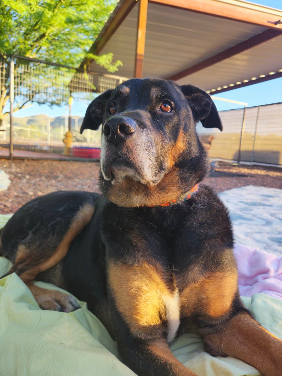 RustysAngels's tweet photo. 🐾 Allow me to introduce 10-year-old Brandy, Rusty’s Angel # 498. ❤️

We picked Brandy up from the Humane Society last Friday after receiving a plea to help her. From what we understand, her owner is currently incarcerated, and Brandy needed a new place to land.

She has adjusted so perfectly to our Sanctuary and seems so very happy to be here. 🥹❤️

Brandy does have a few medical things we need to address, but once we get her healthy and feeling her best, we are hopeful it won’t be long before we can find her a wonderful new family to love her for the rest of her life.

For now, she gets to relax, be spoiled, make new friends, and learn that she is safe. 🐾

Welcome home, Brandy.
Welcome home. ❤️
#seniordogrescue #thisiswhatcricketishelpingaccomplish $Cricket