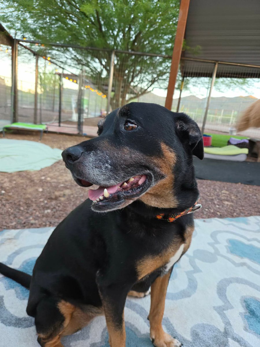 RustysAngels's tweet photo. 🐾 Allow me to introduce 10-year-old Brandy, Rusty’s Angel # 498. ❤️

We picked Brandy up from the Humane Society last Friday after receiving a plea to help her. From what we understand, her owner is currently incarcerated, and Brandy needed a new place to land.

She has adjusted so perfectly to our Sanctuary and seems so very happy to be here. 🥹❤️

Brandy does have a few medical things we need to address, but once we get her healthy and feeling her best, we are hopeful it won’t be long before we can find her a wonderful new family to love her for the rest of her life.

For now, she gets to relax, be spoiled, make new friends, and learn that she is safe. 🐾

Welcome home, Brandy.
Welcome home. ❤️
#seniordogrescue #thisiswhatcricketishelpingaccomplish $Cricket
