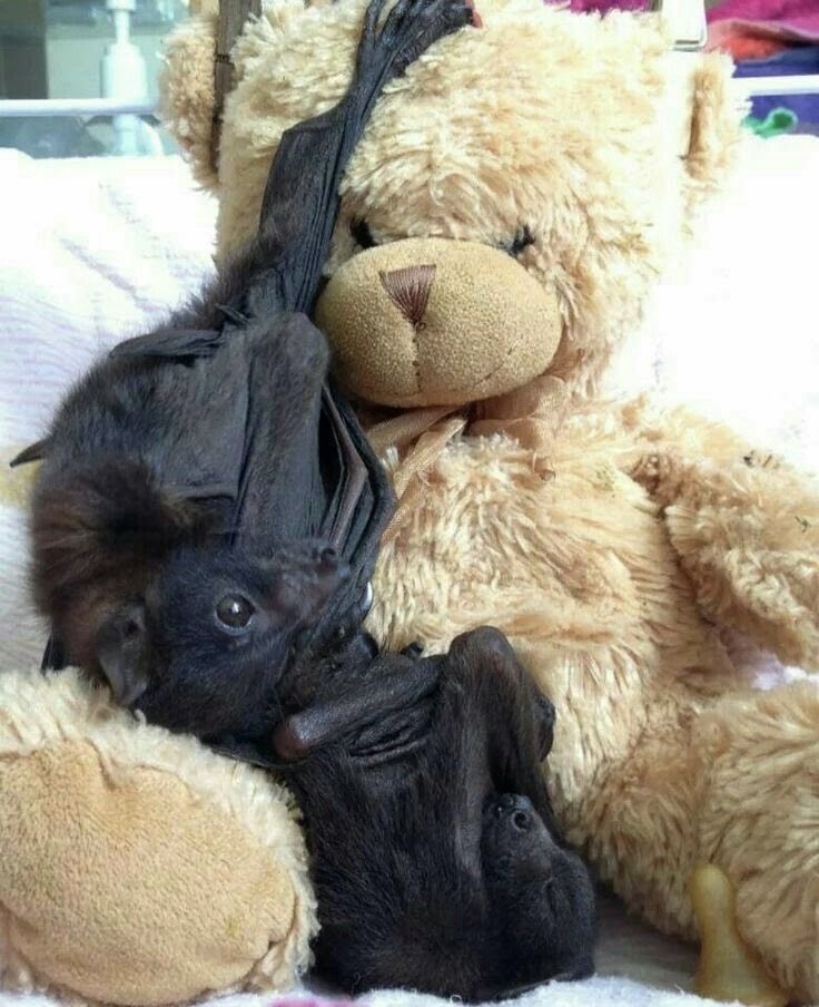 urgoregff's tweet photo. little babies with their teddy 🖤🦇 https://t.co/qjq1npmSPe