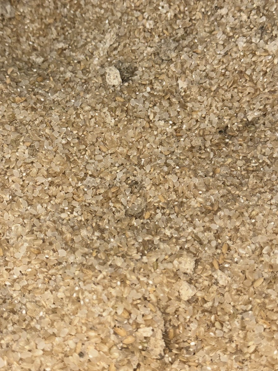 omitamacoin's tweet photo. 無事に復旧しました🙇‍♂️
しかし、今度は茨城町小堤の精米所で乾燥があまい玄米を投入して、これまた詰まらせて水分過多であることを伝えても納得しないお客様で、疲弊しました。

挙句の果てに精米できないんだから投入した300円を返して欲しいと騒ぎ出したので、300円返金いたしますので、精米機は悪くないので出張料5000円くださいと伝えたところ、もじもじして話をあやふやにされて終わらせられちゃいました。

水分が多いから、こうなるんだよ。来ないでもらいたいです。