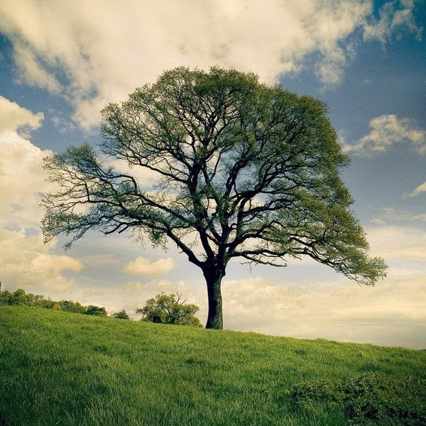 treemissions's tweet photo. A single mature tree can lift a whole bathtub of water from the ground and pump it into the air every day… through pure physics and leaf magic.  That’s one tree quietly running its own personal waterfall, cooling the planet, making rain, and giving us free AC. https://t.co/8y3Zafv6XT