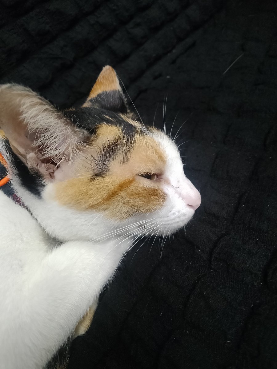 caideoma123's tweet photo. Mèo said: m nhìn t làm cái choá gì :))) https://t.co/OMmnLCuEth