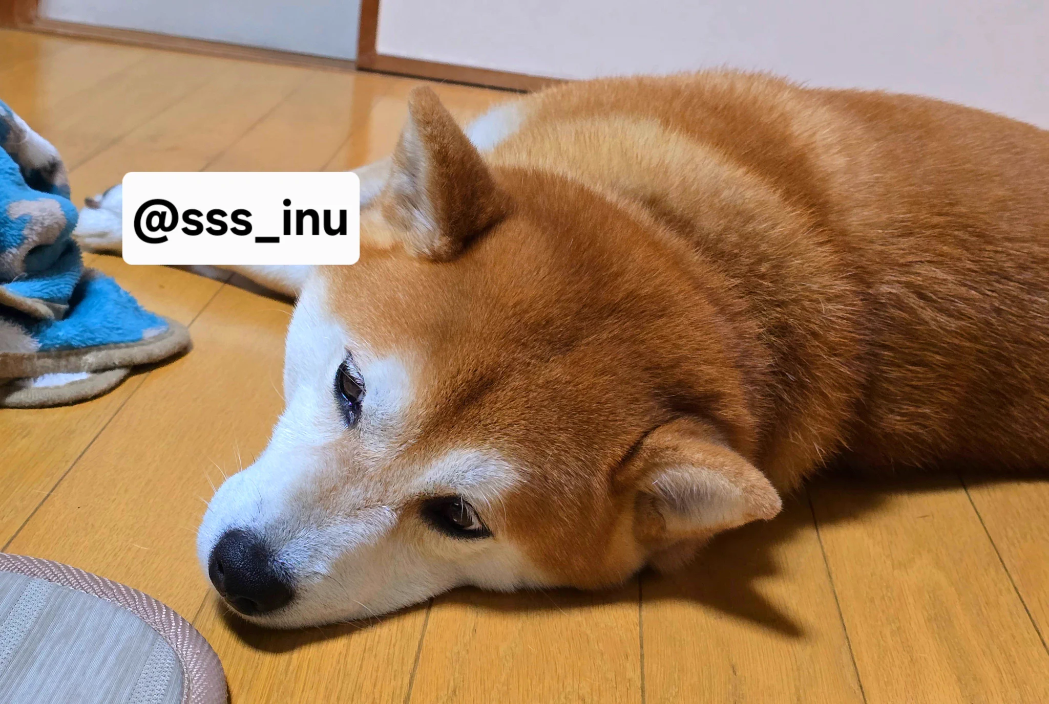 犬 on X: 