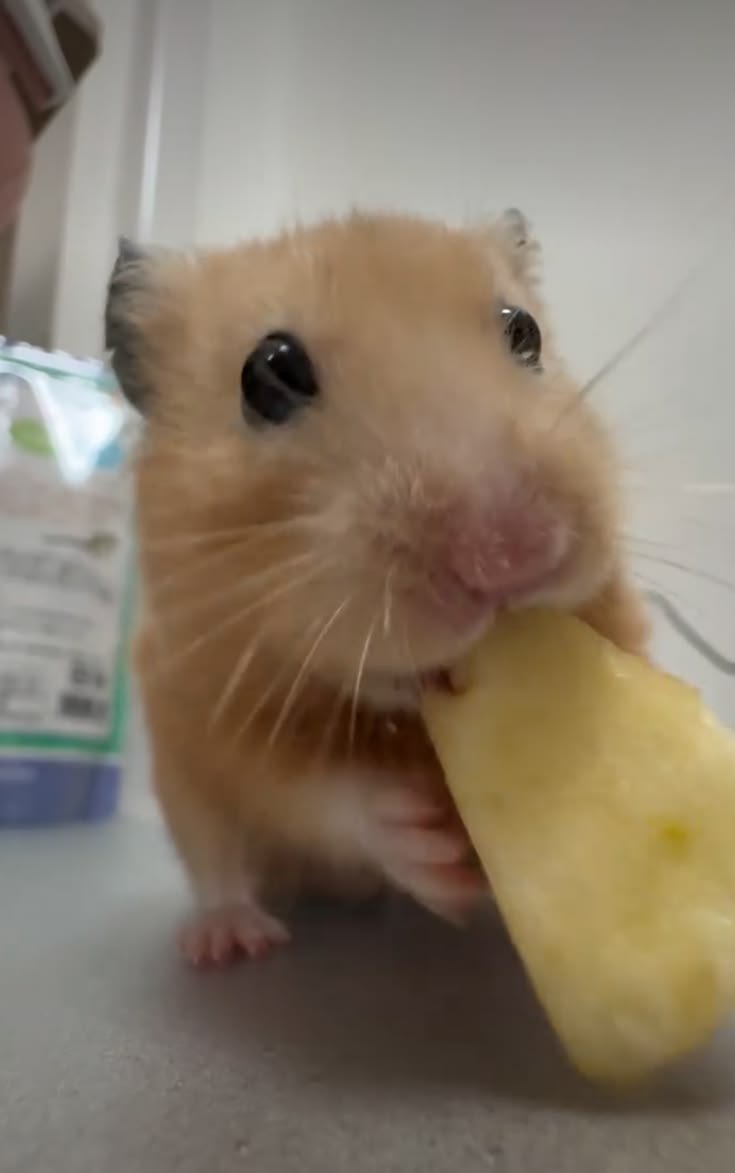 Ham_Kyoongster's tweet photo. 햄큥...🐹 https://t.co/2CPo21Mvc3