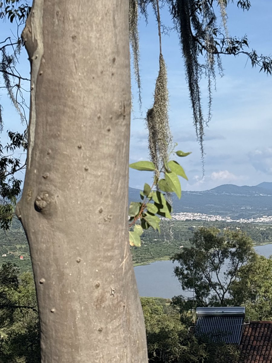 cherichirimoya's tweet photo. Im cutting my own aloe, avocado and lemons all the time 
I’ve reverted back to ITECK the way I was meant to ugh https://t.co/o67t1ysNlC