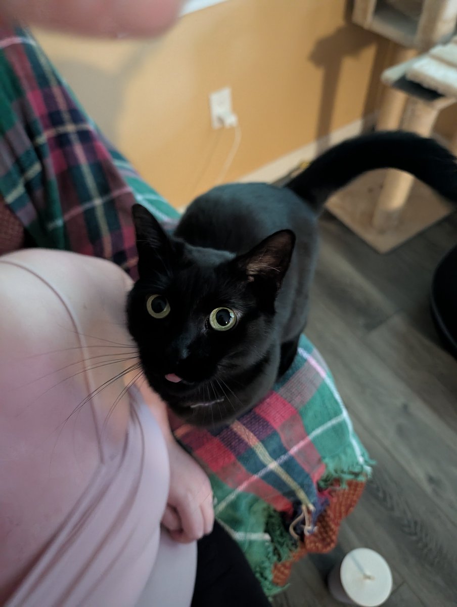 KyoSakurae's tweet photo. @mikenekovaccine Here's a kitty blep 😺 https://t.co/89G5JKTmxm