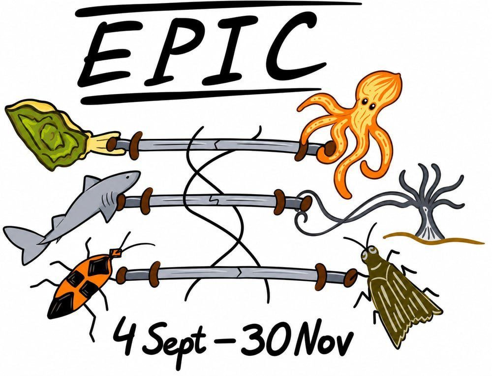 dmitrypenzar's tweet photo. 🧬 EPIC is open: the Eukaryotic Promoter and transcription Initiation prediction Challenge.
The goal: predict where, and how strongly, RNA Pol II starts transcribing, from nothing but DNA sequence. At single-nucleotide, strand-specific resolution.
https://t.co/wS43RvhuY2 
🧵 1/7 https://t.co/08rWjjeEwL