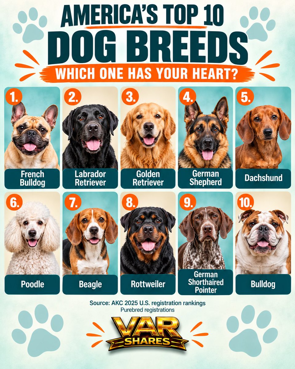 shavar's tweet photo. Ten popular breeds, ten ways to steal your heart! 🐶 Which one gets your vote? Drop the name or number—and if your favorite didn’t make the list, tell me who’s missing!
———
#DogLovers #DogBreeds #DogsOfInstagram #DogLife #PetLovers https://t.co/QEsngq2wG4