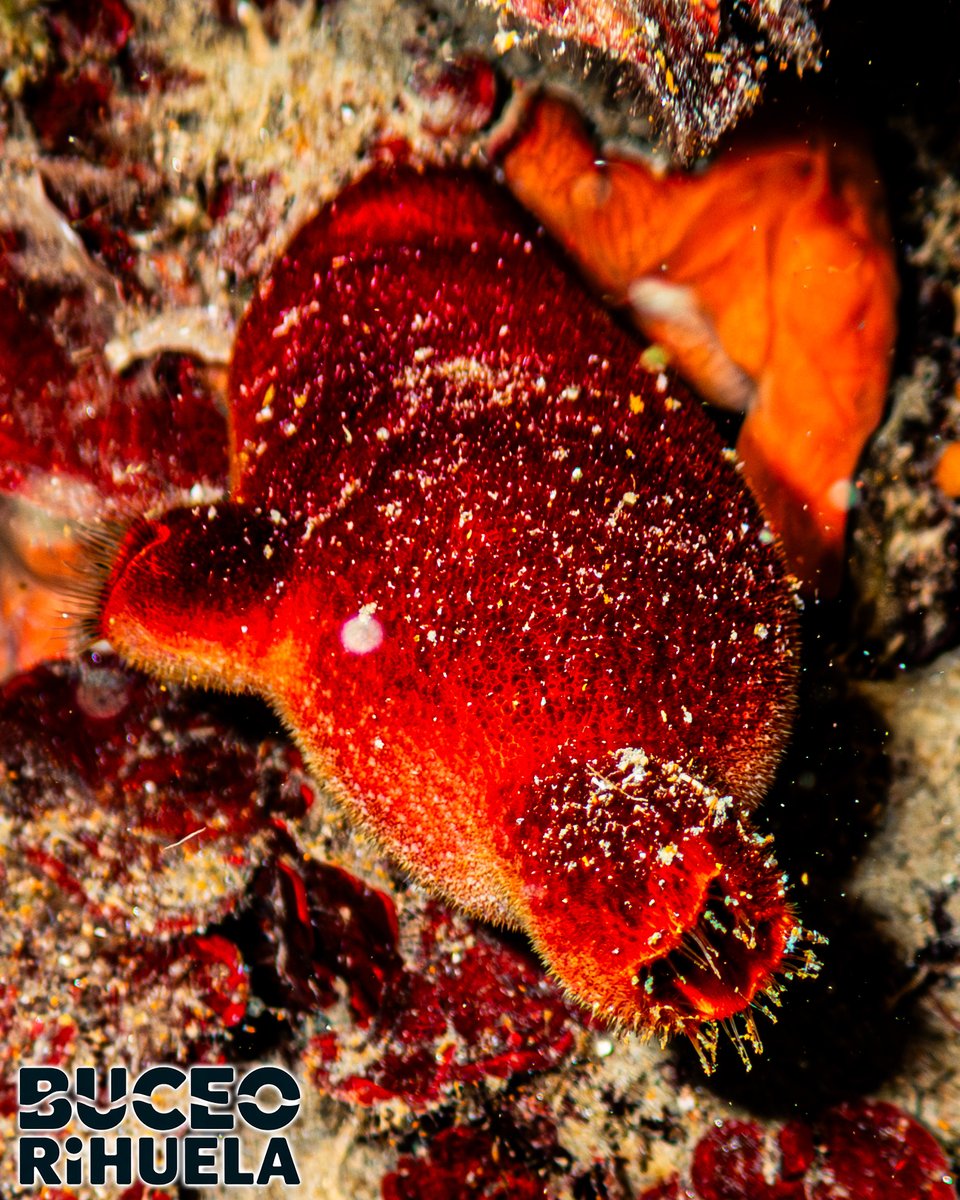 BuceoOrihuela's tweet photo. Esto que veis en la foto no es una plata o alga. Es un animal marino. 
Concretamente es una Ascidia Roja (Halocynthia papillosa), un invertebrado del grupo de los tunicados.

1/3

OM-System TG7
Subacqua Akkin 2400

#Ascidia #fotosub #buceo #scuba #mediterraneo #CaboTiñoso #tg7 https://t.co/Vyb8ky5SpY