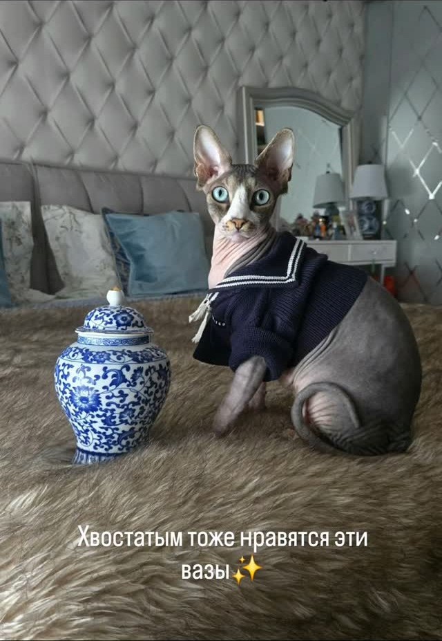vint_agetherapy's tweet photo. Meet Veles 🐾 Our shop's resident vintage expert. He inspects every new arrival personally, and this blue &amp; white ginger jar passed his strict quality control.

#sphynx #vintage #chinoiserie https://t.co/OeeDuKbbuv