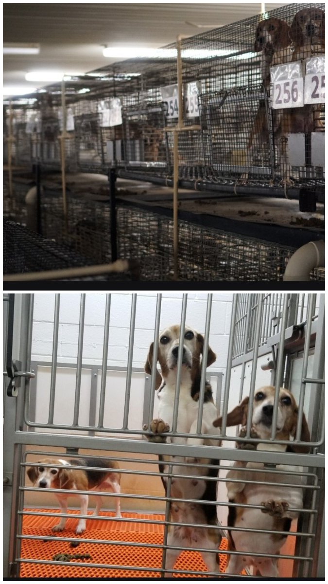 Girlpatriot1974's tweet photo. Oak Hill Genetics shipped 1,518 hound-mix dogs to laboratories in 18 months.

These dogs are bred to be used in experiments. Some were only 3 months old.

The dogs went to at least 44 labs. American Preclinical Services took 418. Others went to the University of Utah, Ohio State, Washington University, Johns Hopkins, and USC. Some of those labs still get NIH funding.

The studies include heart failure, stroke, and nerve injury. Dogs have had arteries tied off, pacemakers put in, and their hearts forced to beat hundreds of times a minute. Then they are killed.

A November 2025 inspection found about 1,200 dogs still at Oak Hill.

This is legal. USDA Class A breeder. They call them “purpose-bred research dogs.”

Ridglan Farms is getting out of selling beagles to labs. Oak Hill is still selling dogs.

1,518 dogs in 18 months. They are still breeding more.