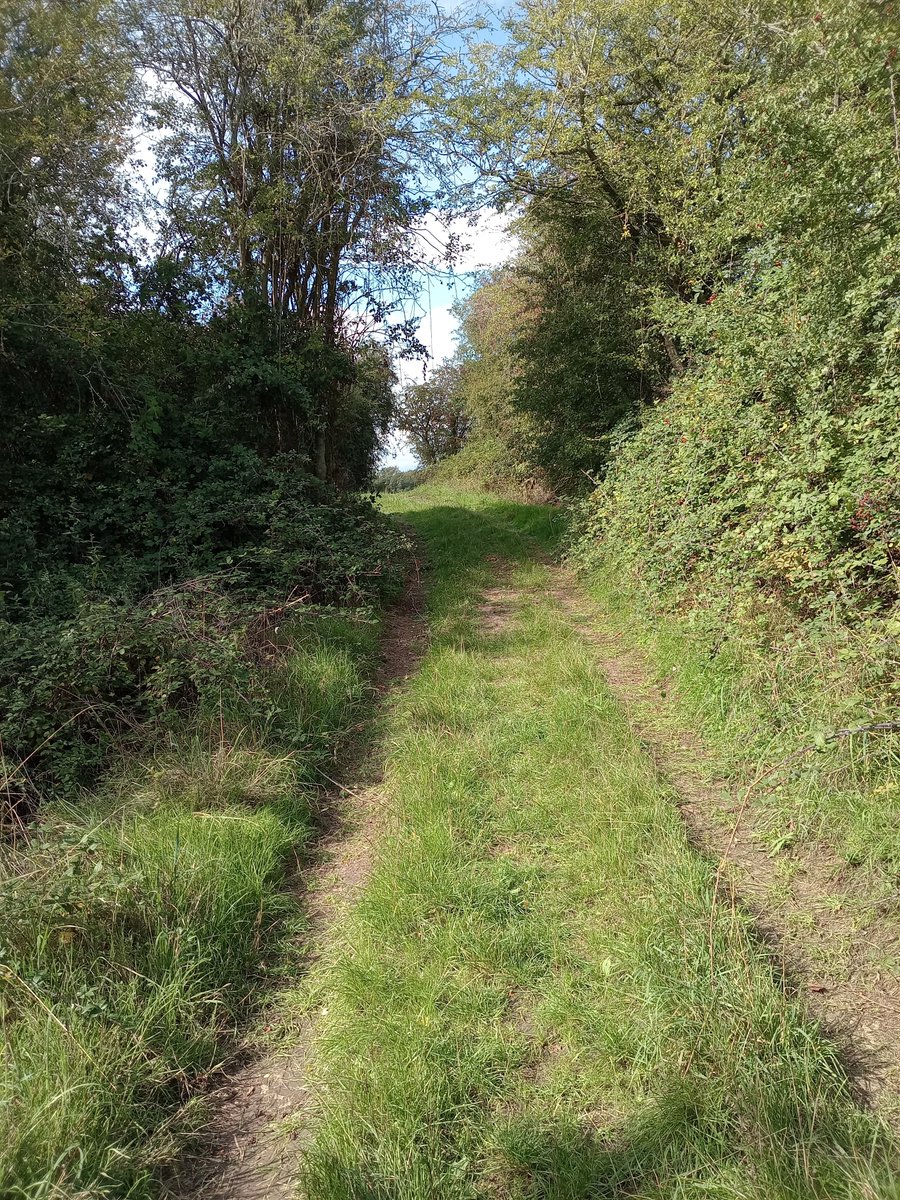 phil0073's tweet photo. Track leading to #MeadowLane & #Raunds from the #Greenway,formally the #NeneValleyRailway run by #LNWR, nearby #RingsteadAndAddingtonRailwayStation. #Northamptonshire .#PhilOnaBike #WednesdayWander #FootpathFriday #BywayFriday #treepeople https://t.co/vFZxDD3CWk