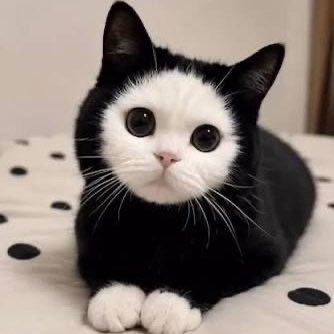 BullishGems_'s tweet photo. 😻 $MOCHI is LIVE on https://t.co/TjGZG0iksQ 😻🚀

🖤🤍 The black & white cutie with the huge eyes just showed up
👀 Every other cat coin looks like an NPC now

Mochi = pure serotonin 🧠✨
One look and your whole day is fixed 😌
No drama. Just cuteness overload 🐱💕

Ape while Mochi is still free 🔥

CA:
3DdzP3YPEsqmLimW1UfkYoZ5W5G4kNuAUii36Pgopump

https://t.co/TjGZG0iksQ:
https://t.co/2GKAR1lyvi

#Mochi #PumpFun #CatCoin #CutestCoin