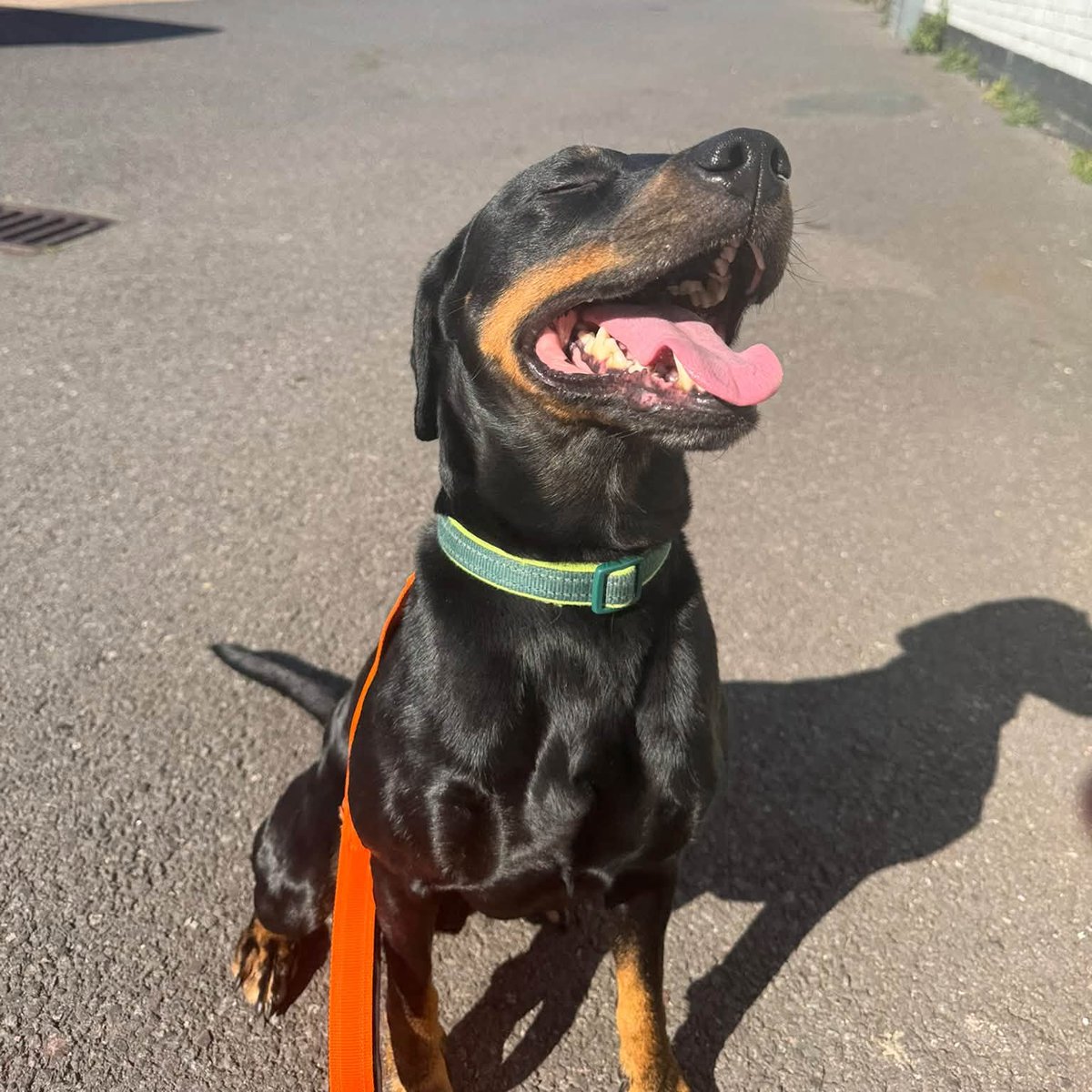 rescuedoggypaws's tweet photo. Loki needs multiple walks with other dogs, gentle intros so he doesn’t lose him mind. It’s very clear he is a social dog and they have no doubt he can live with another dog, he would thrive with another dog as long as he can have human cuddles too
https://t.co/Y5BrOCzu2g
#Hornsea https://t.co/QhvTQwxnhA