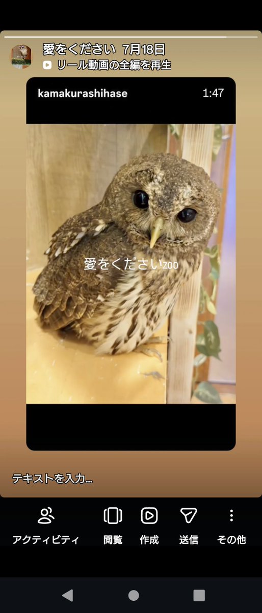 qjcmpn's tweet photo. @j04yo カワウソに餌をあげる写真、フクロウの子供の写真、それらがいる、鎌倉長谷の施設、近所の猫カフェの猫（小さくて耳が長い懐こい） https://t.co/HauacWtXHh