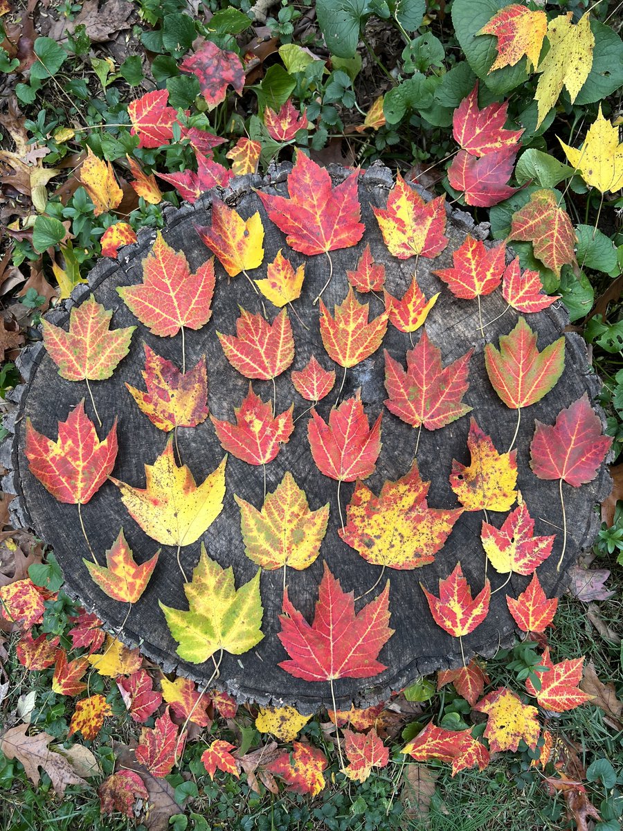 AMNH's tweet photo. Few things make it feel more like fall than the foliage of the red maple tree. #DYK? It sports something red all year round: in winter, it has red buds; in spring, red flowers begin to bloom; in summer, the leaf stalks turn red; &amp; in autumn, the foliage is a vivid orange-red.🍁 https://t.co/ynOHOsLNFS