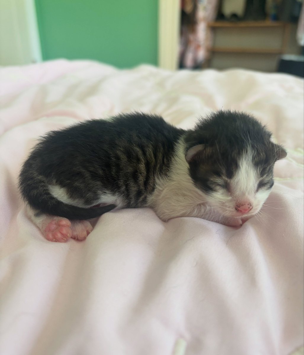 ThomasBalcos's tweet photo. Tiny and adorable https://t.co/fynfSr56BF