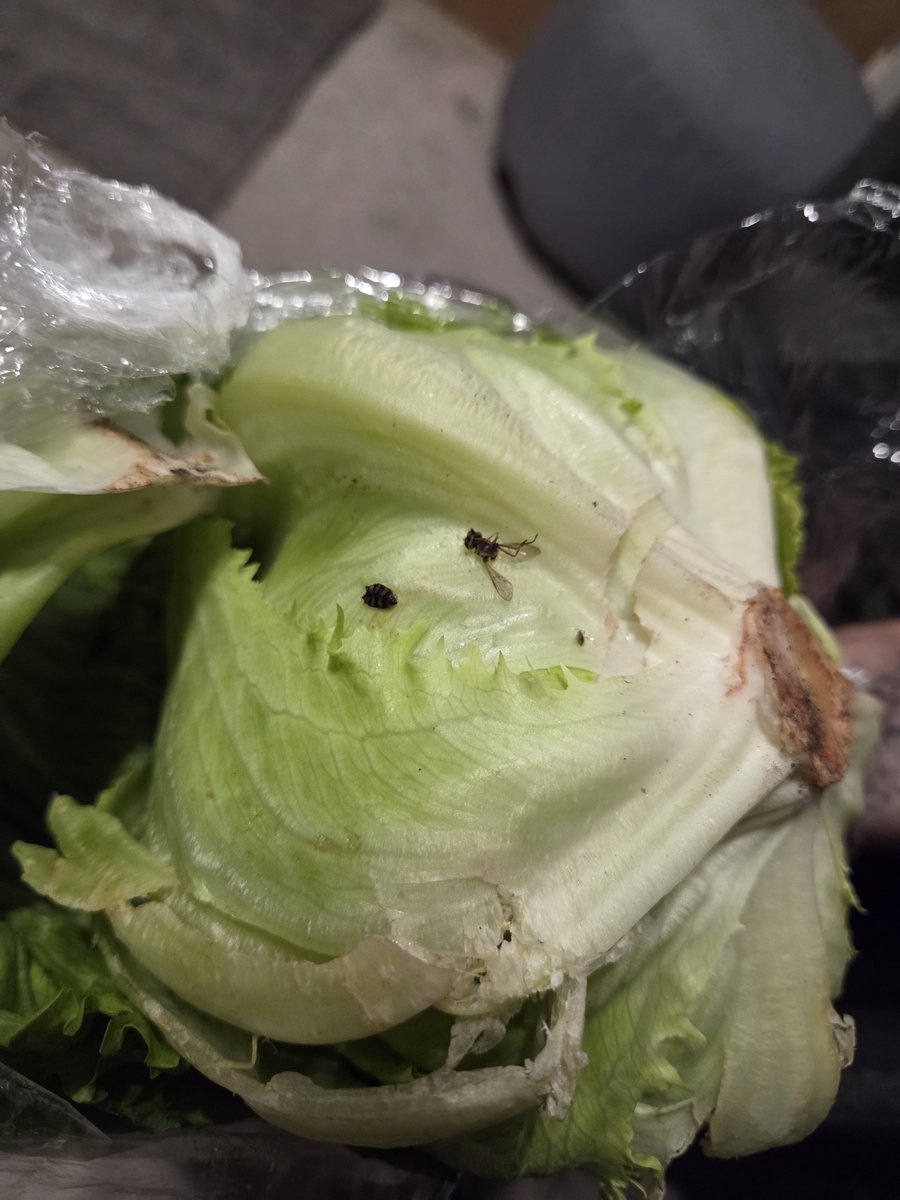 AndieT31's tweet photo. Hi, I bought this on Sunday from my local store. Bugs in it are huge! Can't return it because I don't have the receipt. This is the 3rd lettuce I've bought in recent weeks and had to throw away. 
@Tesco https://t.co/vqW1sWYdqE