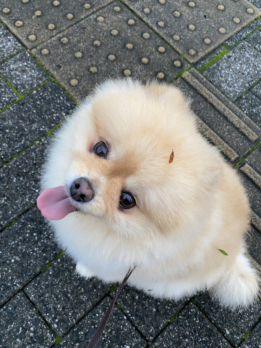 makuharifusan's tweet photo. おはようございます！

幕張は曇り☁️

連日の雨から解放され
クン活に励むレオ🐶‼️

草むらに顔突っ込み過ぎて
こんな、、、

葉っぱ🌱だらけだよ
レオ🐶❣️
楽しいね❣️ https://t.co/BNNZTAChq1