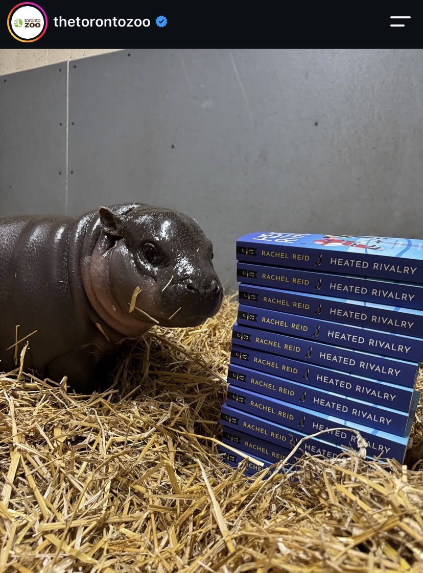 hudiscorrie's tweet photo. maple the pygmy hippo at the toronto zoo is 14 heated rivalry books tall 😭😭 look at her https://t.co/Pkqz3ttnNq
