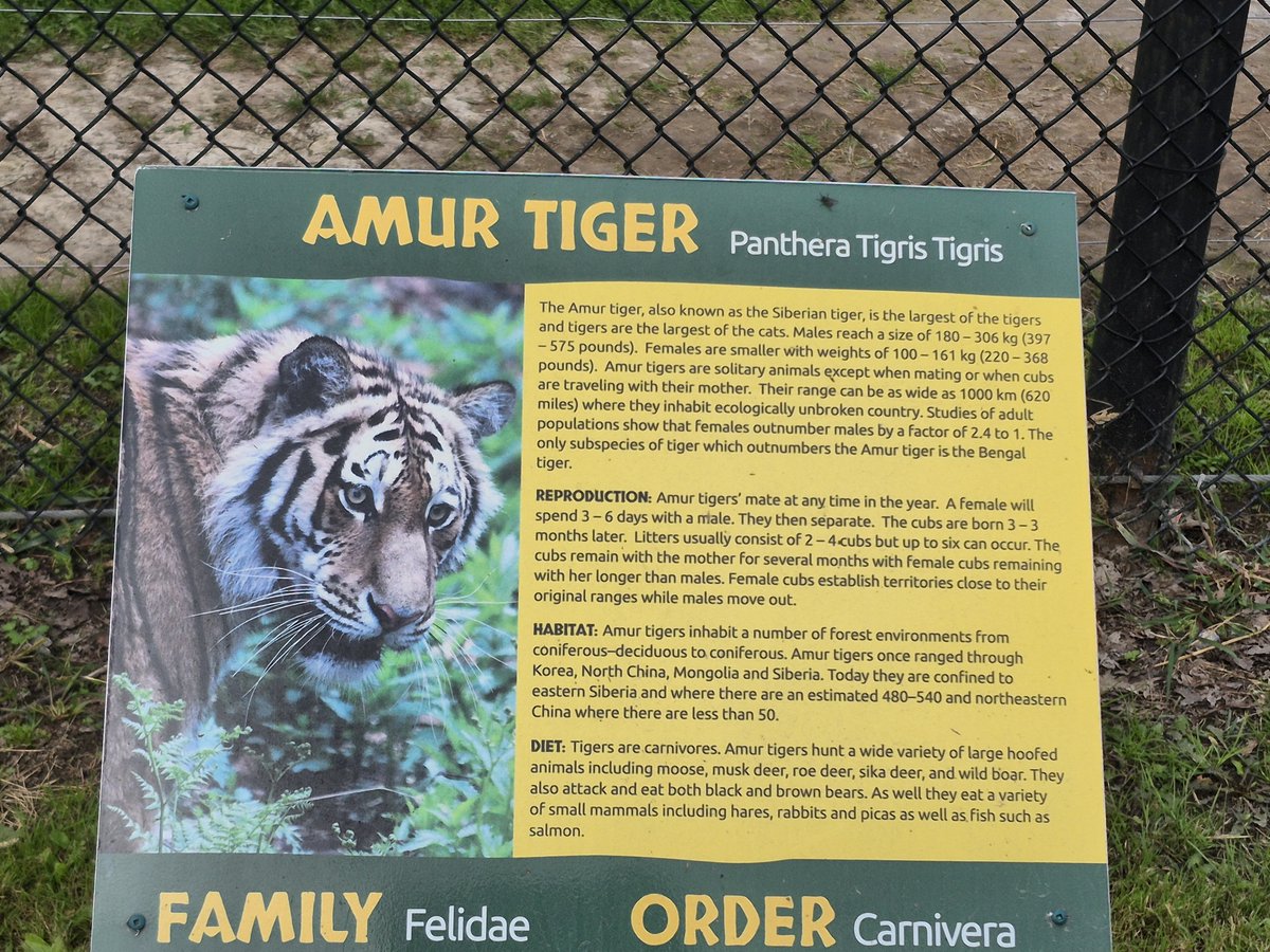 RilwanSaaka's tweet photo. It's so refreshing watching a tiger roar like a power bike during my visit to Safari Niagara. https://t.co/R5tjwKw0mU